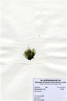 藏品(偏列羽藻)的圖片